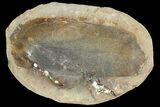 Fossil Neuropteris Seed Fern (Pos/Neg) - Mazon Creek #89925-2